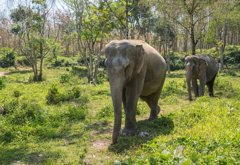 Phuket Elephant Sanctuary (Fil Koruma Alanı)