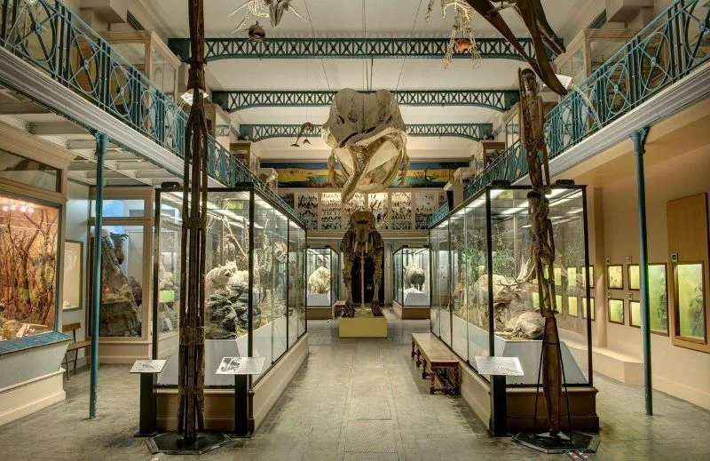 Lille Doğa Tarihi Müzesi (Musée d'Histoire Naturelle de Lille)