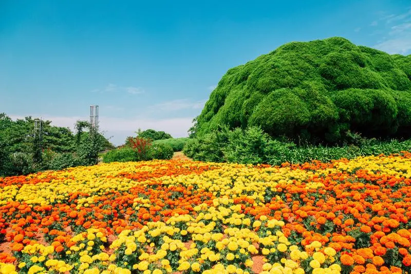 Nokonoshima Adası